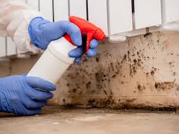 Best Mold Prevention Services  in Port Salerno, FL